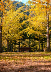 Wooden bench with yellow ginkgo trees on autumn forest