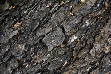 Weathered texture wood bark on large tree