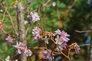 京都御苑の不断桜