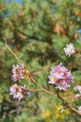 京都御苑の不断桜