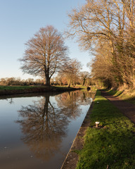 Reflection of tree by the canal