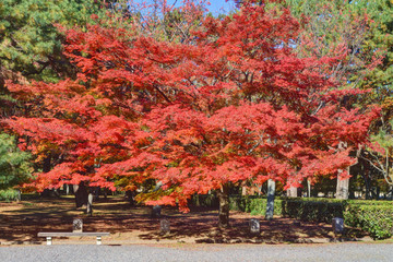 京都御苑の紅葉