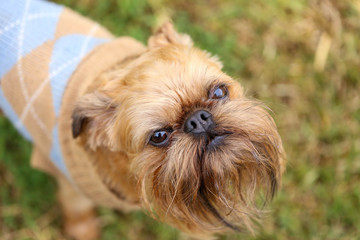 Close up of small Brussels Griffon dog in the garden in winter time wearing dog jumper 