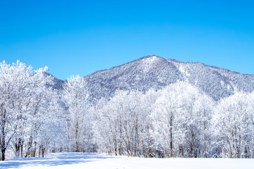 北海道の冬の風景　富良野の樹氷