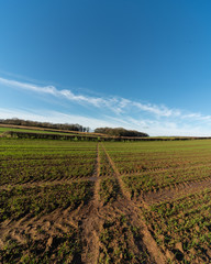 Fototapeta na wymiar Blue skies over the farmers fields