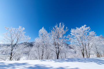 北海道の冬の風景　富良野の樹氷