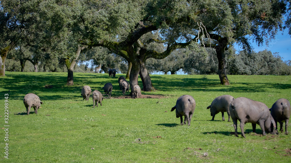 Wall mural iberian pigs in the meadow