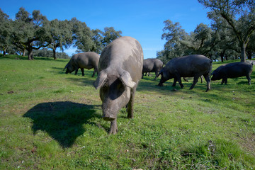 iberian pigs in the meadow