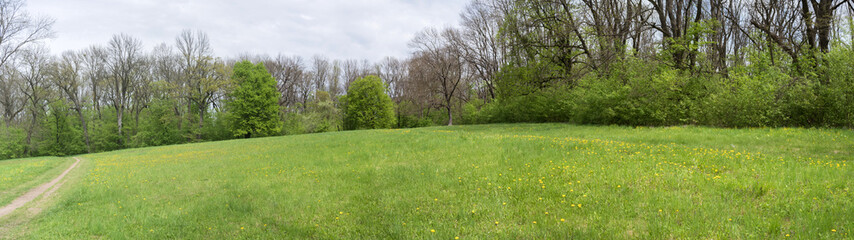 Obraz premium Panorama, beautiful natural landscape. Green meadow with yellow flowers in the park on a blue sky background