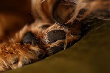 Brussels griffon paw close up