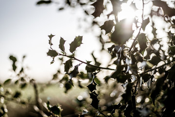 Sunlight through the holly leaves