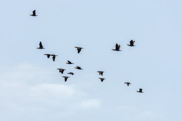 Vol de Cormorans