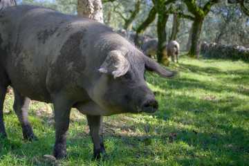 iberian pigs in the meadow