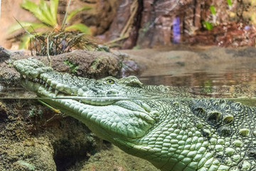 Cayman crocodile profile close-up with teeth half in the water and the outside