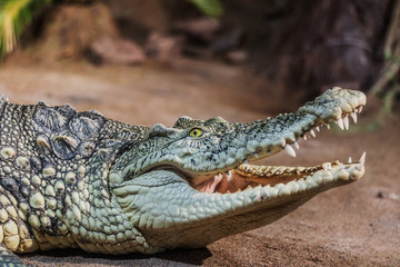 Close-up crocodile opens his mouth. Dangerous amphibian.