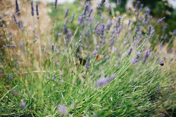 lavendel, wiese, schmetterling, blume, gr&uuml;n, natur, hvar, kroatien