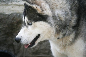 grey and white siberian husky with blue eyes