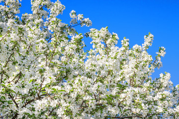 white flowers blossom in spring in orchard garden