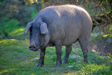Naklejka na ściany i meble iberian pigs in the meadow