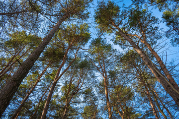 pine forest under the blue sky