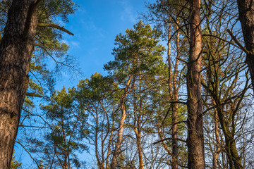 Obraz premium pine trees and blue sky
