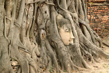 Fototapeta na wymiar Ancient Buddha Statue's Head Trapped in the Bodhi Tree Roots in Wat Mahathat Temple Ruins, Ayutthaya Historic Island, Thailand