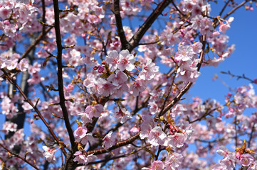 ２０２０年東京オリンピックの年の東京の風景　暖冬の２月の東京お台場で咲く河津桜