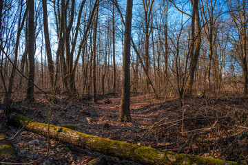 dry river in spring forest