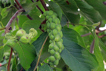Magnolia fruit on branches, North China
