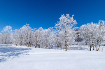 Fototapeta na wymiar 北海道の冬の風景　富良野の樹氷