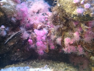 Fototapeta na wymiar Strawberry anemone