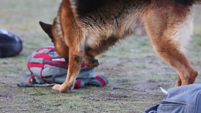 Dog sniffs bags and backpacks and looks for weapons, drugs and illegal substances. Border guards train dogs to find weapons in their luggage. Shepherd dogs looking for weapons in their suitcases.