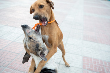 Dogs playing in the street