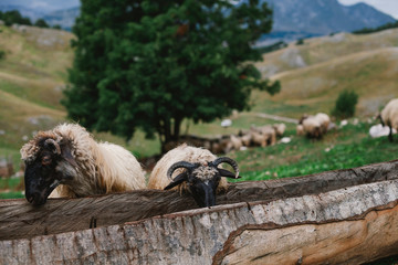 travel, animals, natur, montenegro