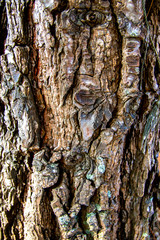 Pine bark