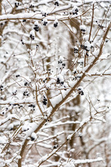 Snow on Blue