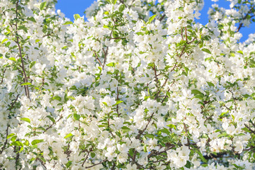 white flowers blossom in spring in garden