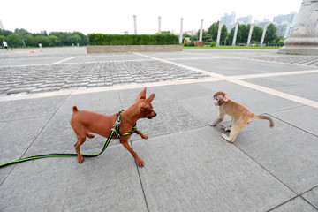 Pet monkeys play with pet dogs in the square