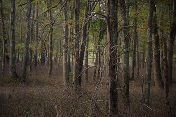 trees in the forest