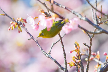 野鳥　メジロ