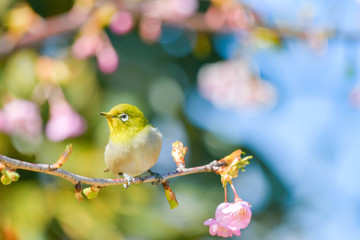 野鳥　メジロ