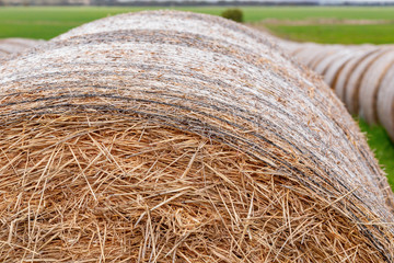 Round hay bales close surrounded by green grass