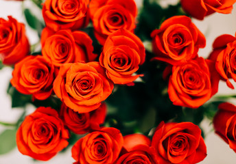 Red Fresh Roses on the white background , selective focus