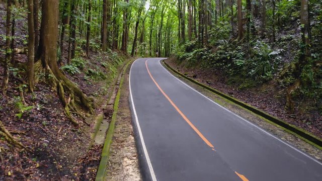 Asphalt empty narrow road in a dense jungle forest. Man Made Forest, Philippines, Bohol