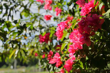 南国のきれいな赤い花