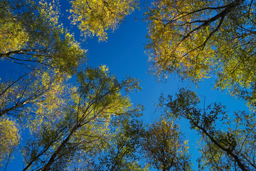 Obraz premium Baumkronen