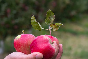 man holds ripe red apples in his hands