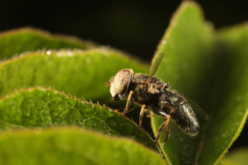 Syrphidae in natural state, North China
