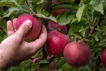 man picking ripe red apples from a tree