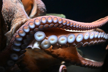 巨大ミズダコの強力な吸盤